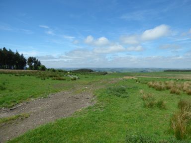 A dirt path running through a grassy field with trees on the left and a blue sky above at Humbleton Cottage in Haydon Bridge near Hexham