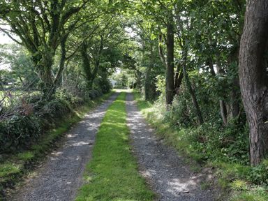 A gravel driveway with grass in the middle lined by trees and bushes at Bodegri Cottage in Llanrhyddlad near Church Bay