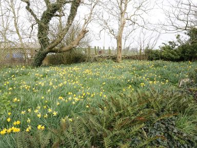 A garden with yellow flowers green plants and leafless trees at Bodegri Cottage in Llanrhyddlad near Church Bay