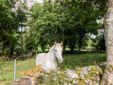 A white horse standing behind a stone wall in a grassy area with trees in the background at Lough Mask Road Fishing Cottage in Ballinrobe County Mayo