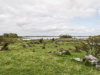 A grassy landscape with scattered rocks and small trees near a body of water at Lough Mask Road Fishing Cottage in Ballinrobe County Mayo