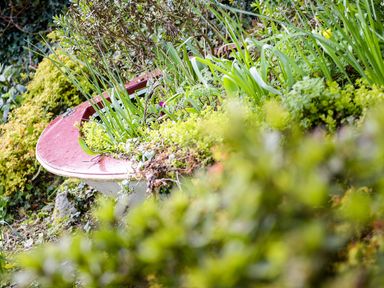 A garden with plants growing inside an old red and white bathtub surrounded by greenery at The Snug in Rescorla near St Austell