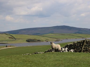 A green field with a sheep and lambs near a stone wall by a body of water with hills in the background at Crane Field Laithe in Otterburn North Yorkshire