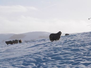 Sheep standing on a snowy hillside with distant hills in the background at Crane Field Laithe in Otterburn North Yorkshire