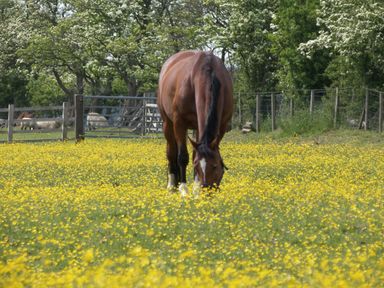 A horse grazing in a field of yellow flowers with trees and a fence in the background at Crane Field Laithe in Otterburn North Yorkshire
