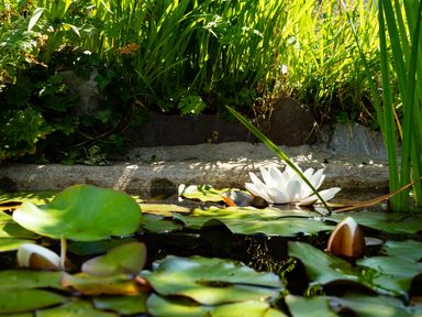 A water lily pond with green lily pads and a white flower at 3 Horse Pool Road in Laugharne