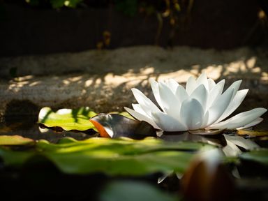 A white water lily with green lily pads floating on water at 3 Horse Pool Road in Laugharne