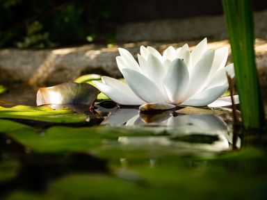 A white water lily flower floating on water surrounded by green lily pads in a pond