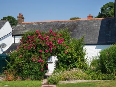 A garden with a bush of pink flowers and green plants in front of a white house at 3 Horse Pool Road in Laugharne