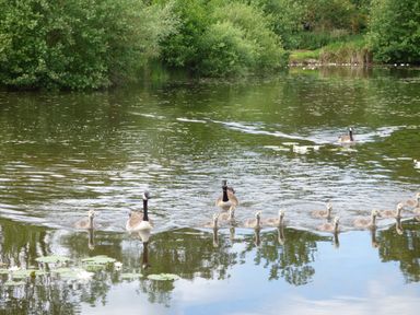 A pond with geese and goslings swimming near water lilies at Lakeside Lodge in East Harling near Thetford