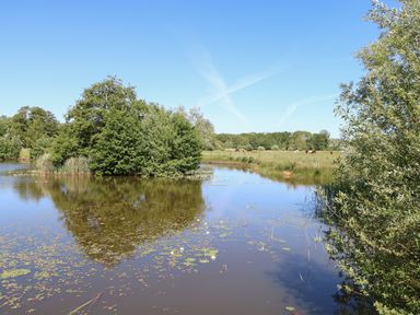 A pond with water lilies surrounded by trees and a field with cows grazing in East Harling near Thetford