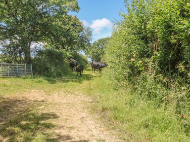 A grassy dirt path with cows and trees on both sides at Lower West Curry Cottage in Launceston