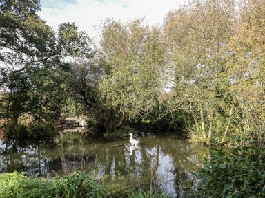 A small pond surrounded by trees with a white duck standing in the water at Snowdrop Cottage in Llantwit Major