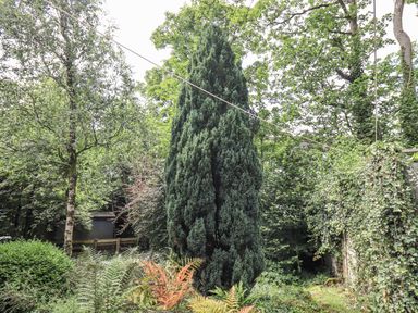 A garden with a large tree and various plants at Doe Foot Cottage in Ingleton