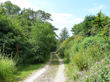 A gravel path surrounded by dense green bushes and trees with flowers alongside the path at Idris Pod in St Asaph