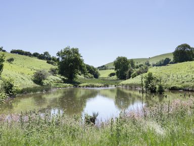 A pond surrounded by grass and trees in a grassy hilly landscape at 1 Beacon View Barn in Beguildy near Knighton