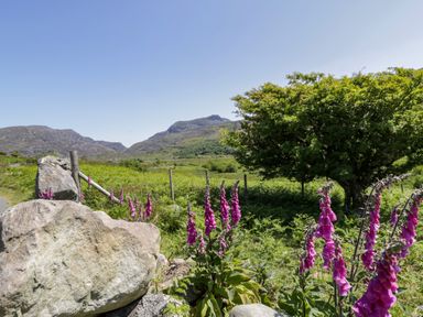 A rural landscape with green fields pink flowers rocks a tree and mountains at Moelfre - Shepherds Hut in Llanbedr