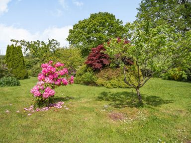 A garden with green grass various trees and a bush with pink flowers at Yr Hen Ffald in Pontarddulais