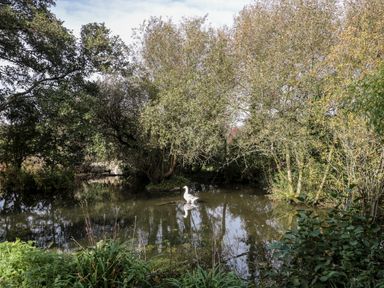 A pond with a white goose surrounded by trees and bushes at Poppy Cottage in Llantwit Major