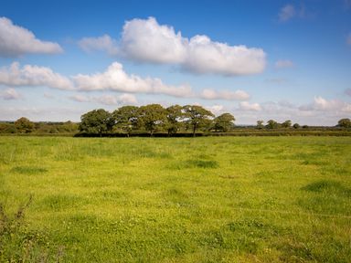 A green grassy field with a line of trees and a blue sky with clouds at Salters in Black Dog near Crediton