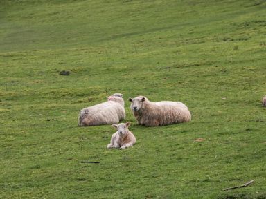 Three sheep lying on grass in a field at Pippins in Bream