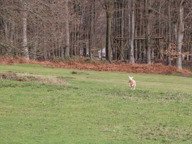 A lamb running on green grass near leafless trees and a wooden structure in the background at Pippins in Bream