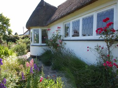 A exterior garden with flowers next to a white cottage with thatched roof and leaded windows at Appletree Cottage in Higher Brimley near Bovey Tracey