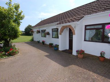 A driveway with flower pots and a tree in front of a white house with a brown door and windows at Little Waycroft in Dawlish