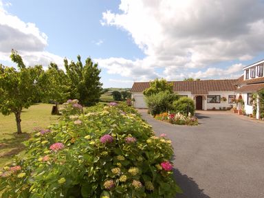 A driveway with flower bushes and trees next to a white house with a tiled roof at Little Waycroft in Dawlish