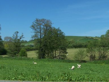 A green field with sheep and trees under a blue sky at West Perry Hay in North Chideock near Chideock