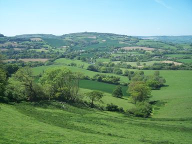 A green hilly countryside with scattered trees and fields at West Perry Hay in North Chideock near Chideock