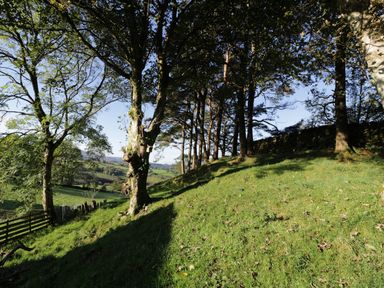 A grassy hillside with trees and a wooden fence at Yr Hen Dy in Llan Ffestiniog