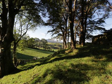 A grassy hillside with trees and a stone wall overlooking fields and hills at Yr Hen Dy in Llan Ffestiniog