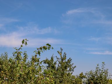 Green trees and bushes under a blue sky with some clouds at The Flat At Brwyn in Brynford