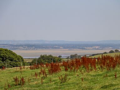 A grassy hillside with red plants and trees overlooking a flat landscape at The Flat At Brwyn in Brynford