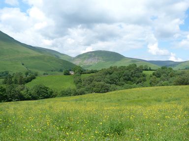 A field with yellow flowers trees and green hills in the background at Knott Lodge in Sedbergh