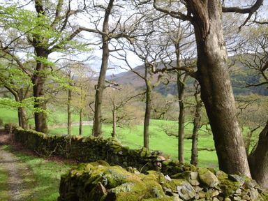 A moss covered stone wall along a path with trees and green fields at Knott Lodge in Sedbergh