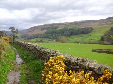 A countryside path with a stone wall and yellow flowers next to green fields and hills at Knott Lodge in Sedbergh