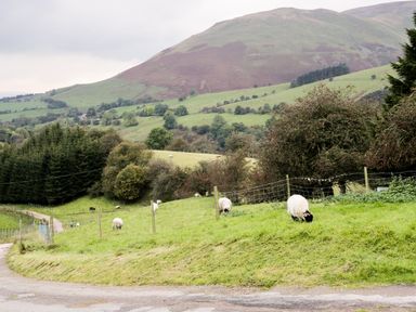 A rural landscape with sheep grazing on grassy hills and fenced fields at Knott Lodge in Sedbergh
