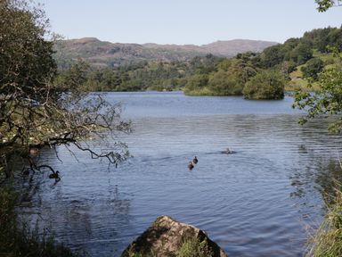 A lake with ducks swimming and trees along the shore with hills in the background at Kirkstone Cottage Ambleside