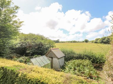 A garden with a small shed and a greenhouse surrounded by hedges and trees at Manege Cottage near St Agnes
