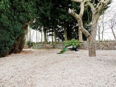 An outdoor area with gravel ground a tree a stone wall and a peacock at Broadway Lands Farm in Little Dewchurch