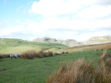 A grassy field with sheep grazing and hills in the background at Woodpecker Lodge in Gargrave