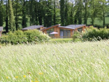 A field with tall grass and a wooden house with a purple umbrella in the background surrounded by trees