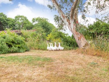 A group of white geese walking on dry grass near a tree and dense green bushes at The Hen House in Diss near Gissing