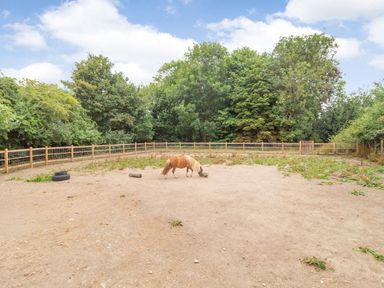 An outdoor fenced paddock with a small horse eating from a bucket surrounded by trees at The Hen House in Diss near Gissing