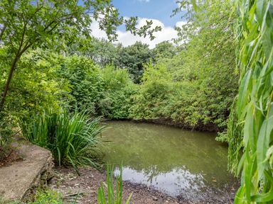 A small pond surrounded by dense green trees and plants at The Nest Box in Diss