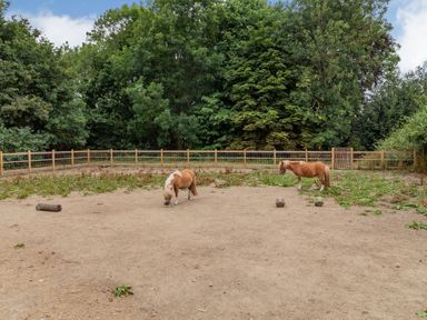 An outdoor fenced area with two small horses and scattered green plants and objects at The Nest Box in Diss