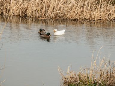 A pond with two brown ducks and one white duck swimming near dry reeds at St Dolmen in Embleton