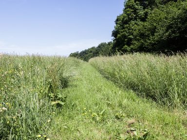 A grassy path between tall grass and trees under a clear sky at Apple Tree Lodge in Gillingham